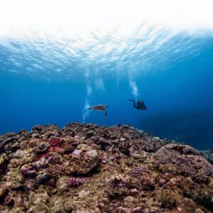 Luxury Two Bay Snorkeling