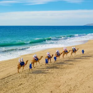 Outback & Camel Safari