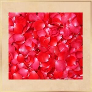 Red Rose Petals