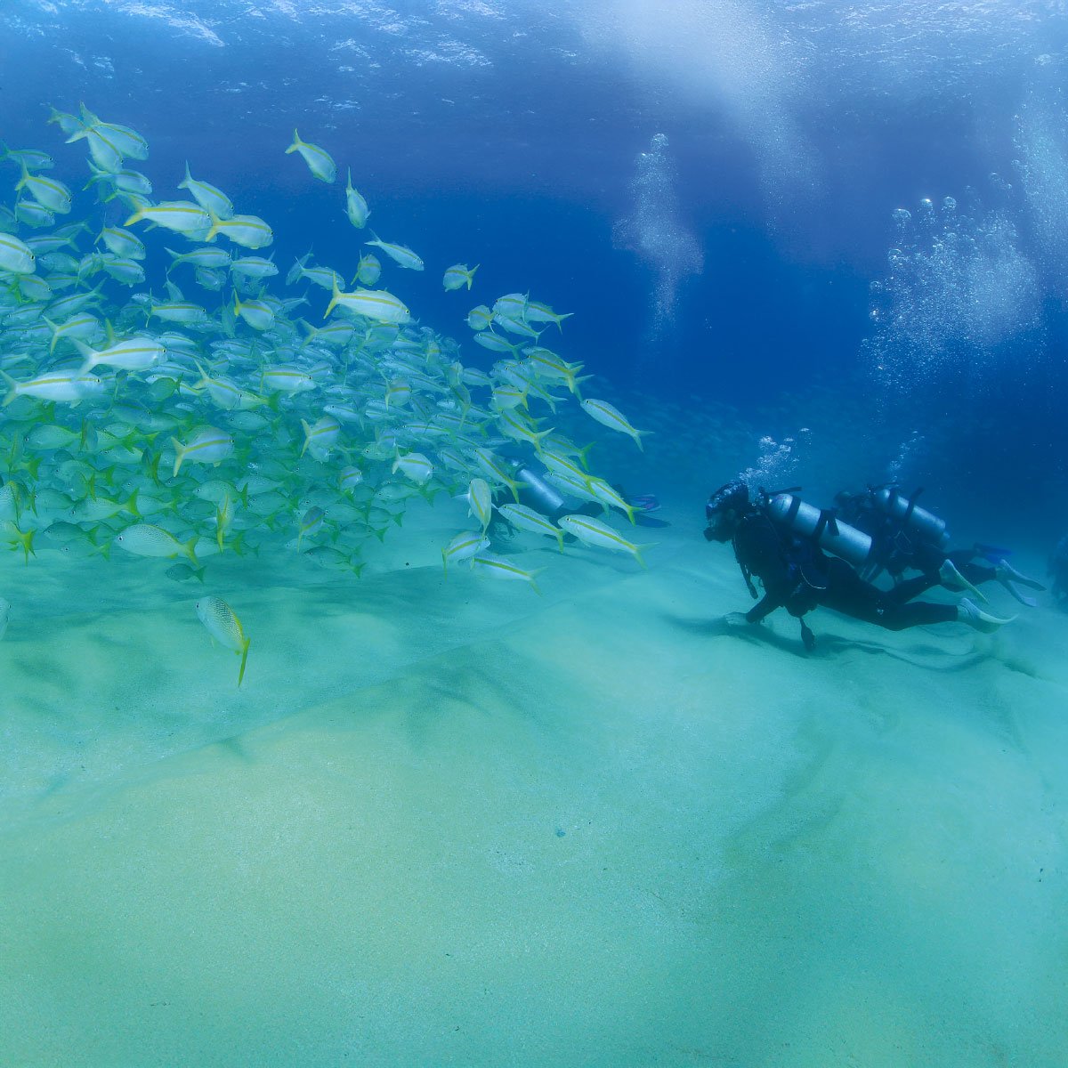 Snorkel & Sea Adventure